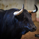 Toros de Victoriano del Río para San Sebastián. 14 de agosto de 2018