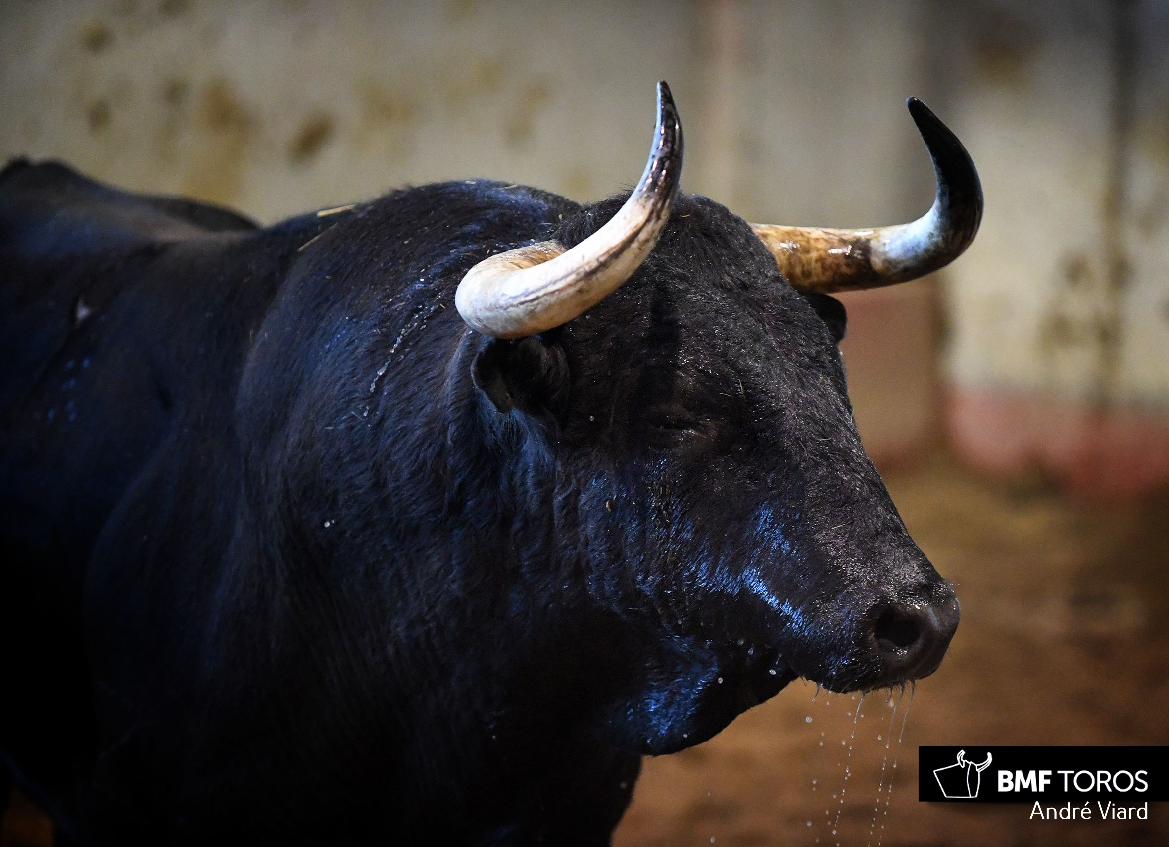 Toros de Victoriano del Río para San Sebastián. 14 de agosto de 2018