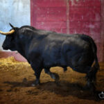 Toros de Santiago Domecq