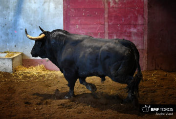 Toros de Santiago Domecq