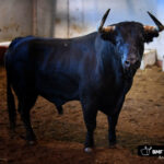 Toros de Victoriano del Río para San Sebastián. 14 de agosto de 2018