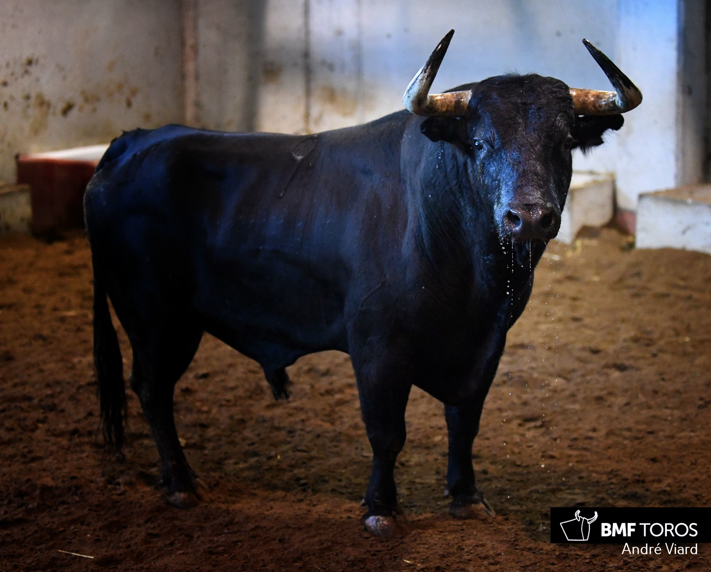 Toros de Victoriano del Río para San Sebastián. 14 de agosto de 2018