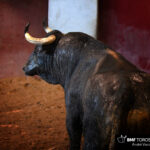 Toros de Victoriano del Río para San Sebastián. 14 de agosto de 2018