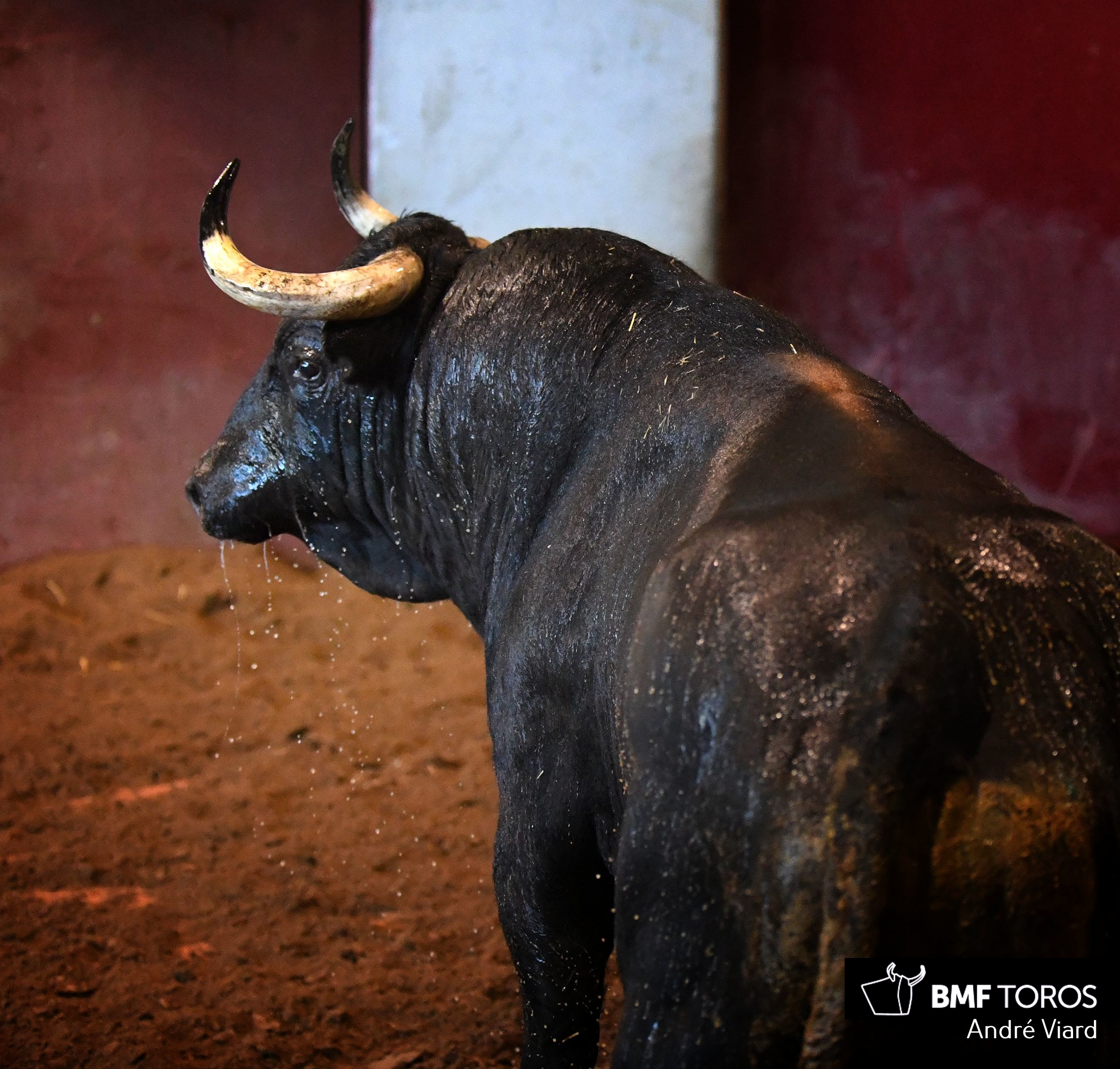 Toros de Victoriano del Río para San Sebastián. 14 de agosto de 2018