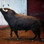 Toros de Victoriano del Río para San Sebastián. 14 de agosto de 2018