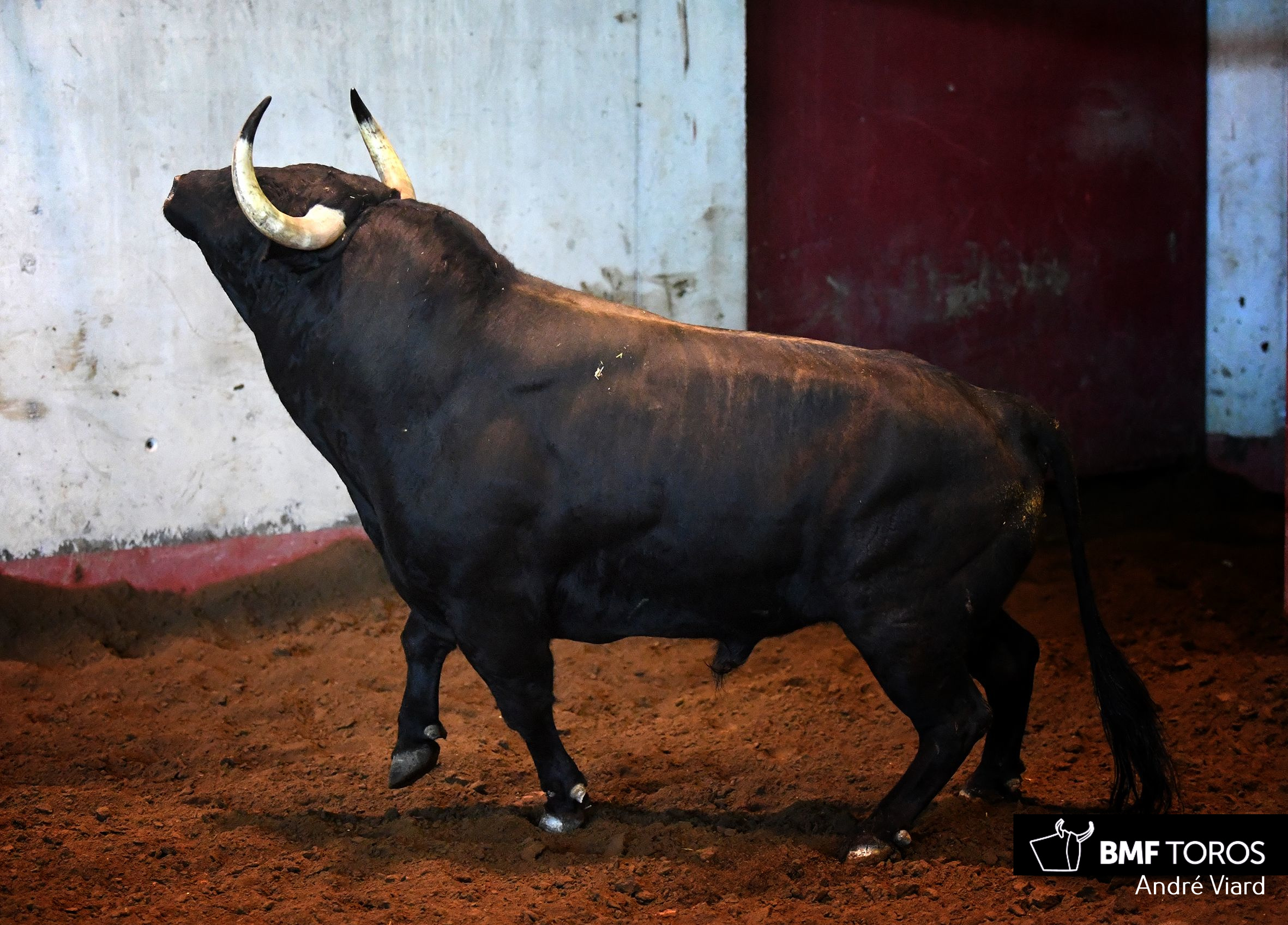 Toros de Victoriano del Río para San Sebastián. 14 de agosto de 2018