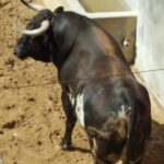 Pontevedra - Corrida de toros mixta - Sorteo - Sábado 11 de agosto de 2018