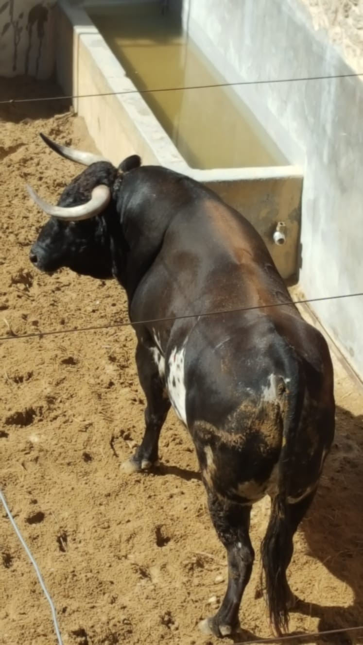 Pontevedra - Corrida de toros mixta - Sorteo - Sábado 11 de agosto de 2018