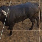 Pontevedra - Corrida de toros mixta - Sorteo - Sábado 11 de agosto de 2018