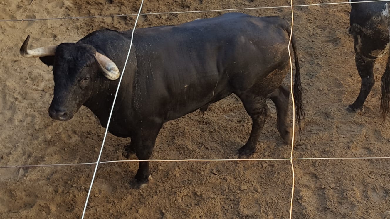Pontevedra - Corrida de toros mixta - Sorteo - Sábado 11 de agosto de 2018
