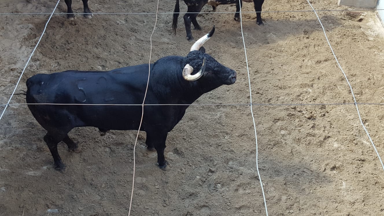 Pontevedra - Corrida de toros mixta - Sorteo - Sábado 11 de agosto de 2018