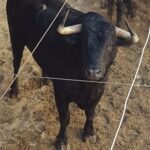 Pontevedra - Corrida de toros mixta - Sorteo - Sábado 11 de agosto de 2018