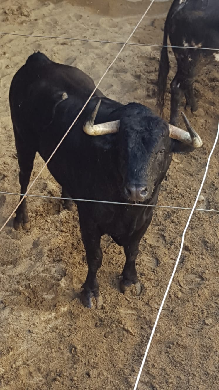 Pontevedra - Corrida de toros mixta - Sorteo - Sábado 11 de agosto de 2018
