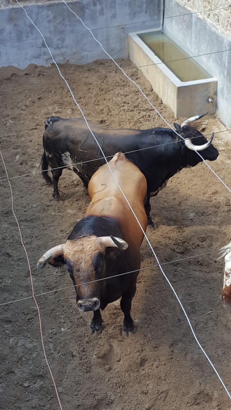 Pontevedra - Corrida de toros mixta - Sorteo - Sábado 11 de agosto de 2018