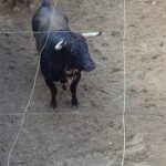 Pontevedra - Corrida de toros mixta - Sorteo - Sábado 11 de agosto de 2018