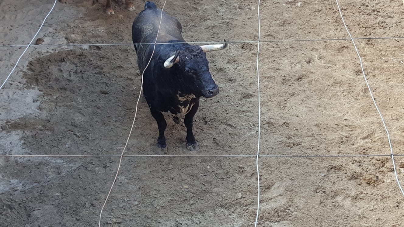 Pontevedra - Corrida de toros mixta - Sorteo - Sábado 11 de agosto de 2018