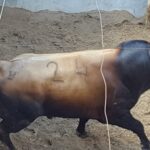 Pontevedra - Corrida de toros mixta - Sorteo - Sábado 11 de agosto de 2018