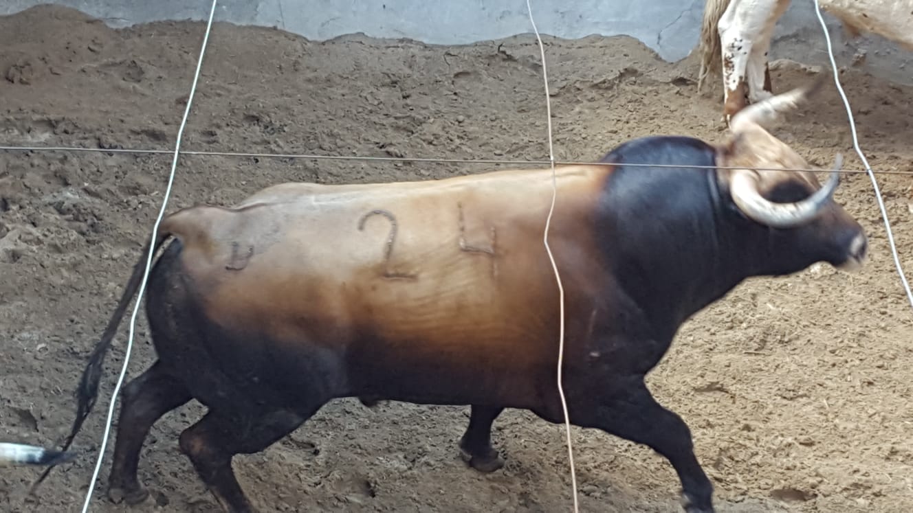 Pontevedra - Corrida de toros mixta - Sorteo - Sábado 11 de agosto de 2018