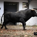 Sorteo, Bilbao 18 de agosto de 2018