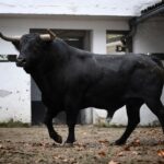 Sorteo, Bilbao 18 de agosto de 2018