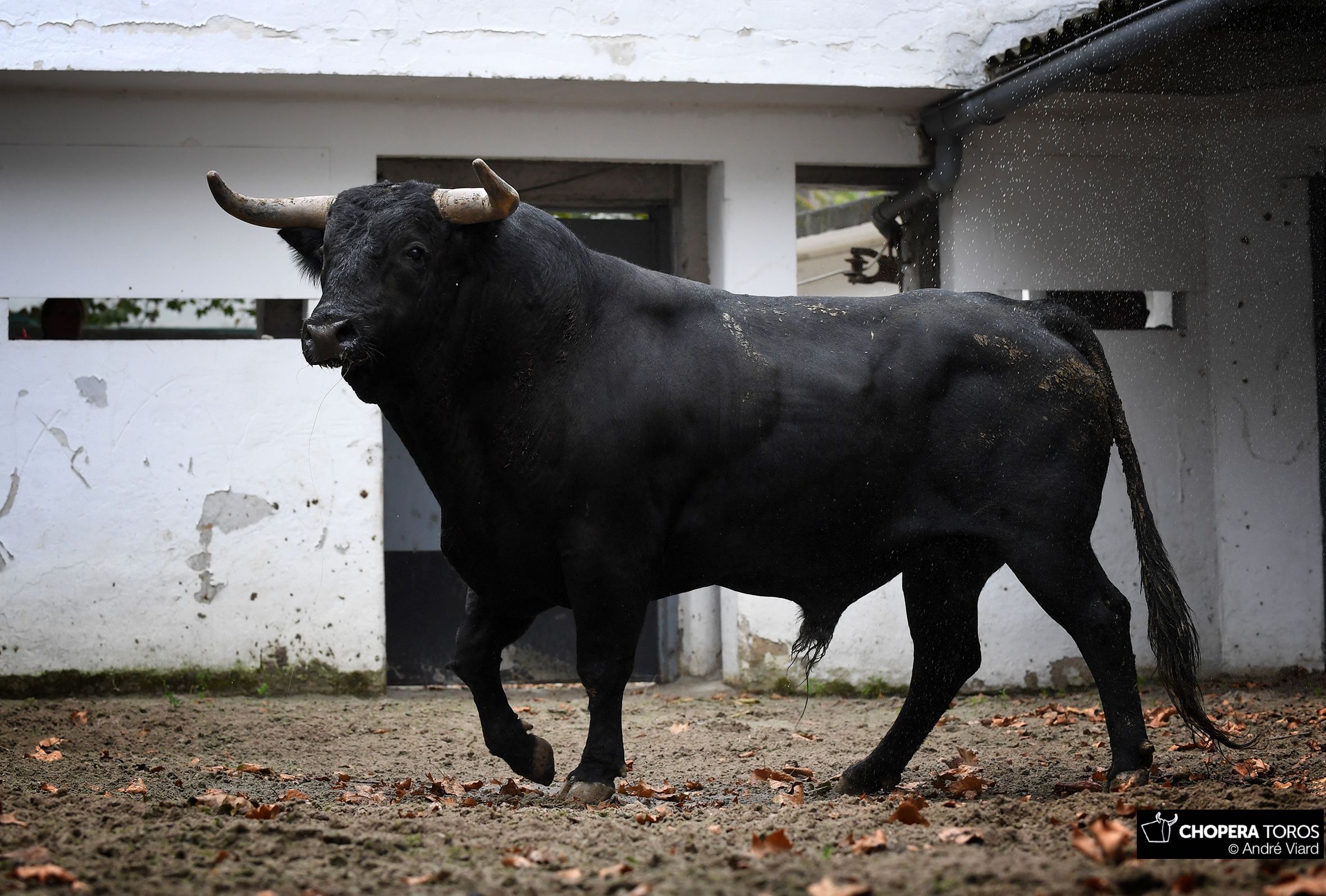 Sorteo, Bilbao 18 de agosto de 2018