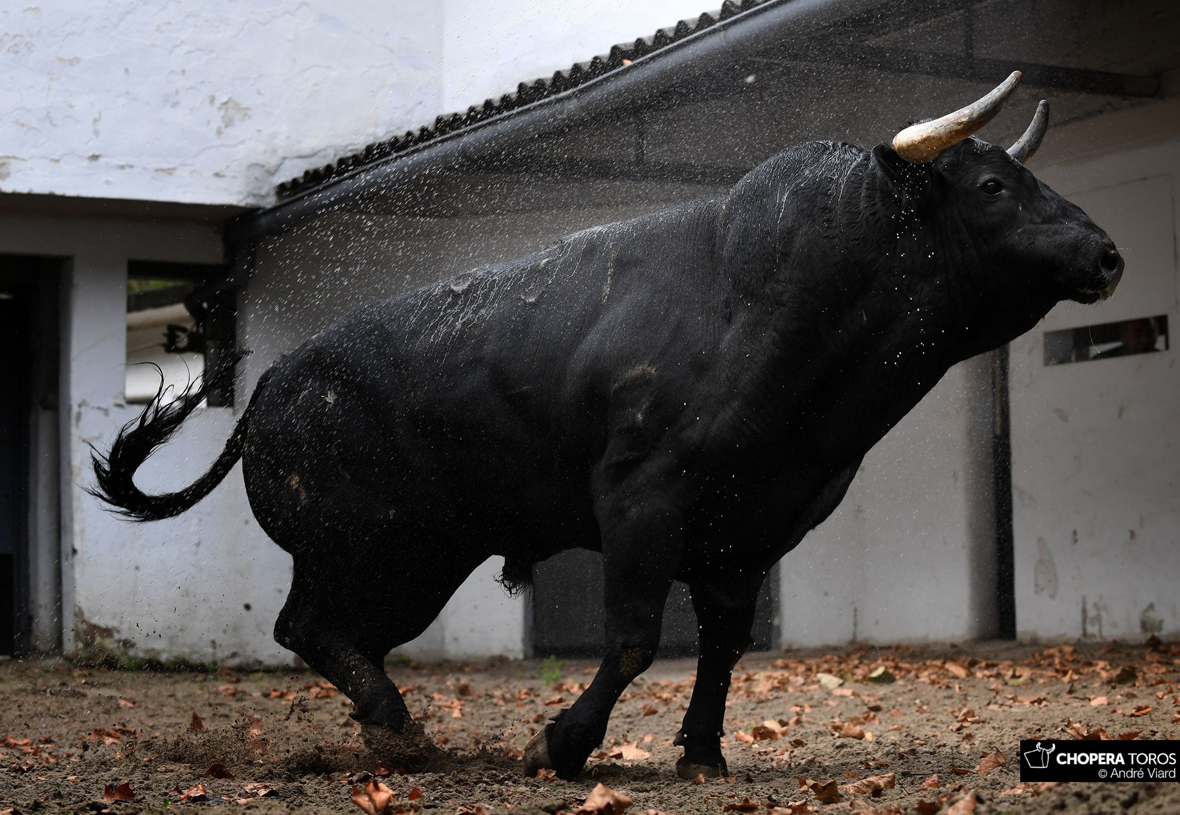 Sorteo, Bilbao 18 de agosto de 2018