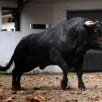 Sorteo, Bilbao 18 de agosto de 2018