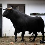 Sorteo, Bilbao 18 de agosto de 2018