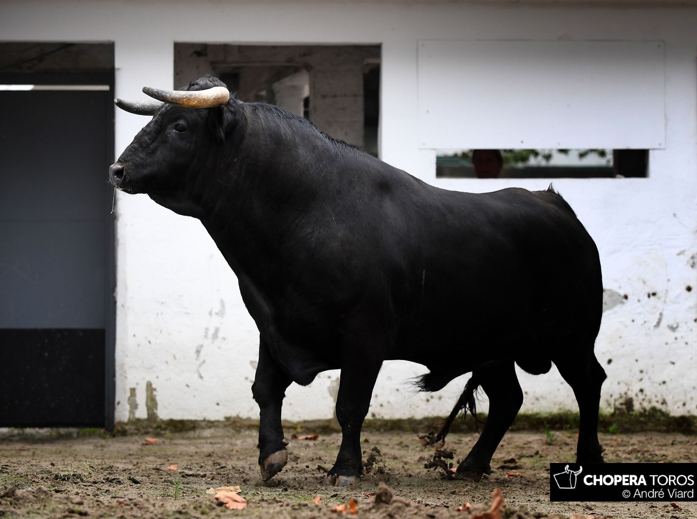 Sorteo, Bilbao 18 de agosto de 2018