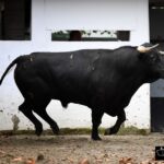 Sorteo, Bilbao 18 de agosto de 2018