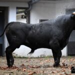 Sorteo, Bilbao 18 de agosto de 2018