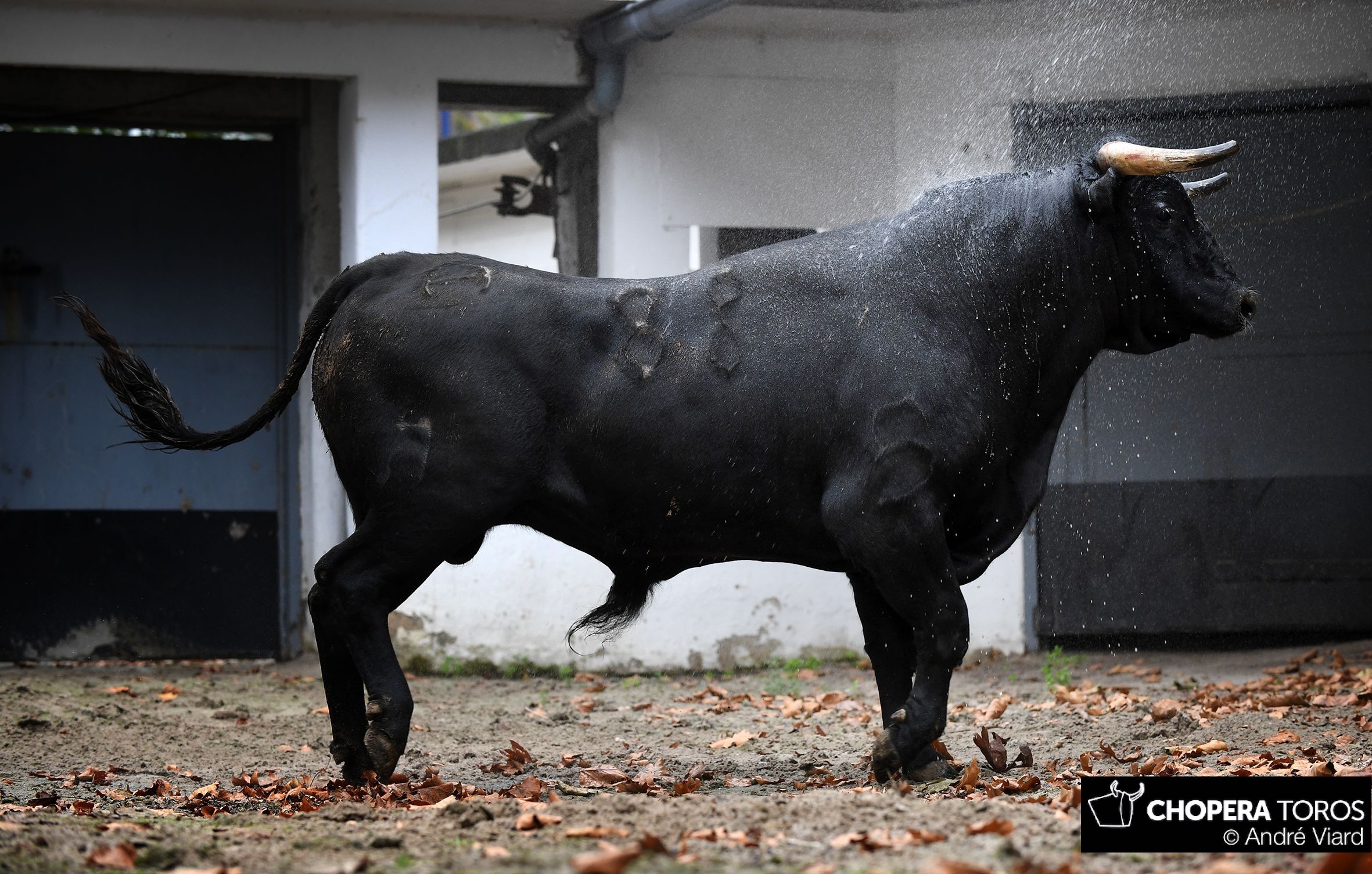 Sorteo, Bilbao 18 de agosto de 2018