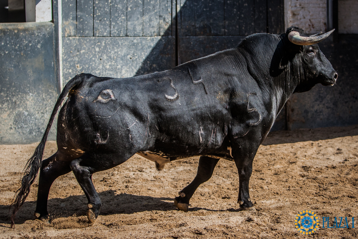 Seis de Fernando Peña para esta noche en Las Ventas