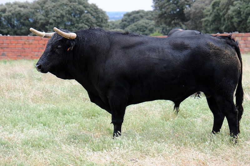 Los de Loreto Charro para el festejo de Mimizan