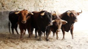 Pontevedra - Feria de la Peregrina - Sorteo - Domingo 5 de agosto de 2018