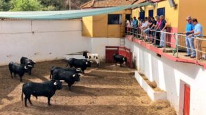 Huelva - Corrida de rejones - Domingo 5 de agosto de 2018