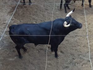 Toros de Virgen María para el 11 de agosto de 2018 en Pontevedra