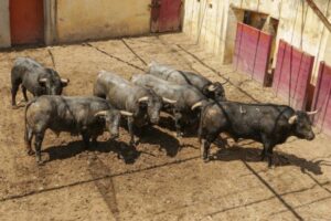 Huesca - Corrida de toros - Sorteo - Sábado 11 de agosto de 2018