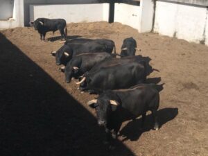 Gijón - Corrida de toros - Sorteo - Sábado 11 de agosto de 2018