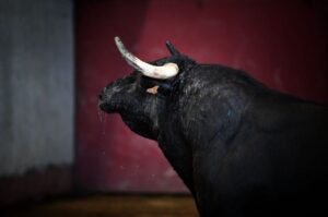 San Sebastián - Corrida de rejones - Sorteo - Sábado 11 de agosto de 2018