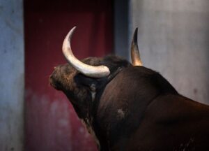 San Sebastián - Corrida de toros - Sorteo - Domingo 12 de agosto de 2018