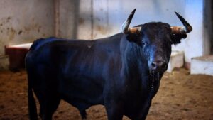 Toros de Victoriano del Río para San Sebastián. 14 de agosto de 2018