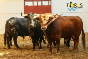 Sorteo, Málaga 18 de agosto de 2018