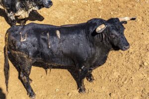 Sorteo, Cuenca 18 de agosto de 2018