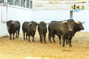 Sorteo, Málaga 19 de agosto de 2018