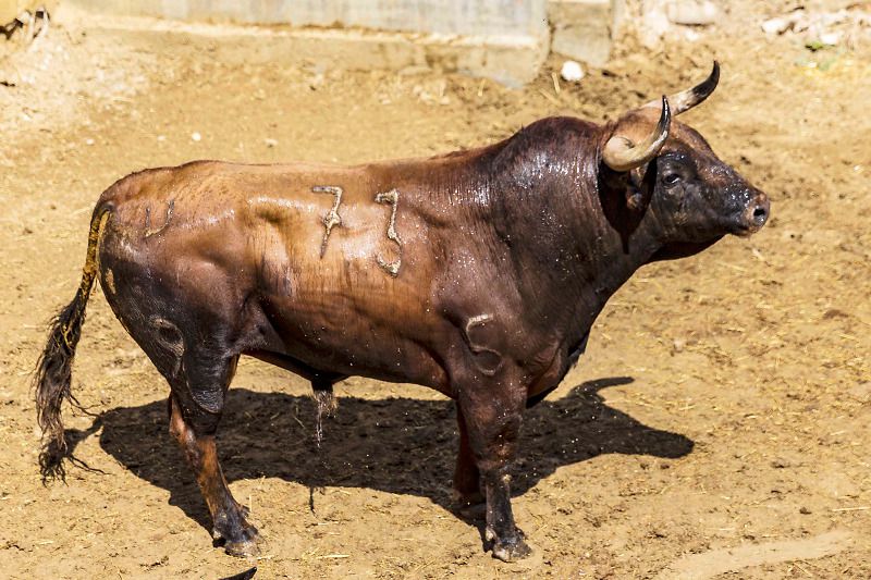 Ocho toros de José Vázquez para la monstruo de Cuenca