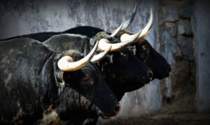 Sorteo, Colmenar Viejo 26 de agosto de 2018