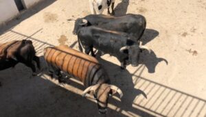 Sorteo, Antequera 26 de agosto de 2018