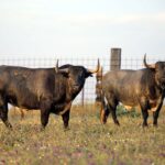Madrid - Feria de San Isidro - Toros de Partido de Resina - Lunes 28 de mayo de 2018