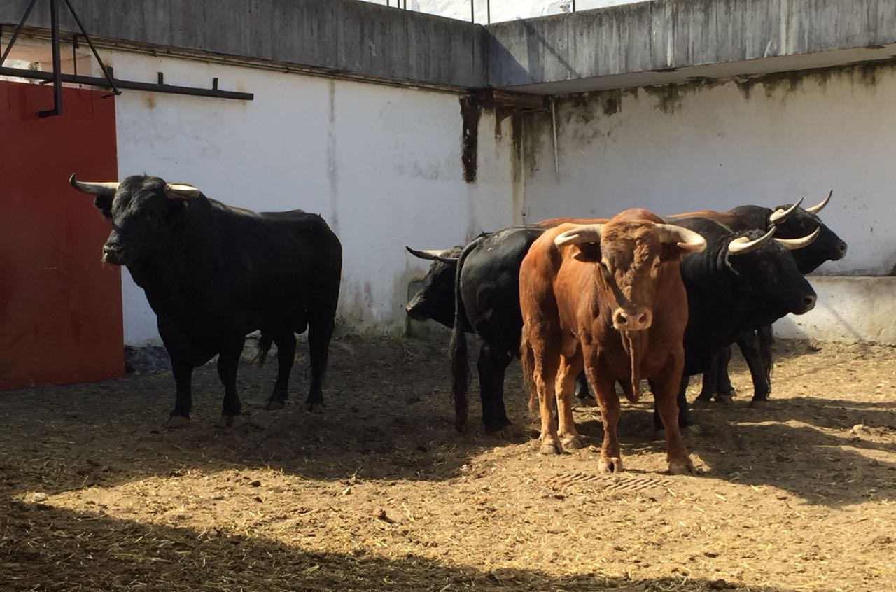 Tres de Garcigrande y tres de Domingo Hernández para el cartelazo de Gijón